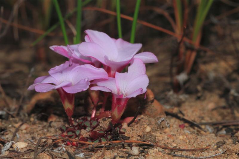 Keel Sorrel