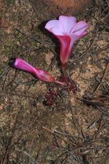 Oxalis stokoei