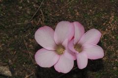Oxalis stokoei
