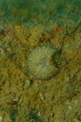 Lobophylliidae
