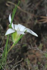 Romulea flexuosa
