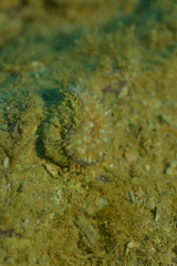 Lobophylliidae
