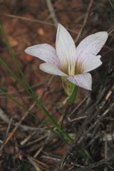 Romulea flexuosa