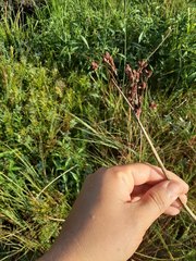 Juncus inflexus