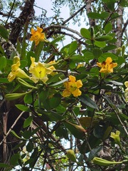 Schultesianthus coriaceus