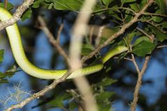 Philothamnus occidentalis