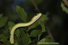 Philothamnus occidentalis