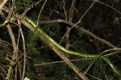 Philothamnus occidentalis