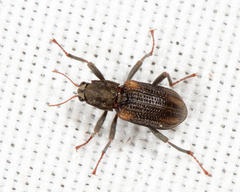 Stenelmis concinna