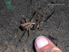 Alfredectes semiaeneus