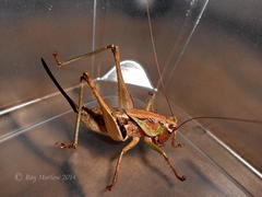 Alfredectes semiaeneus