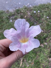 Tabebuia heterophylla