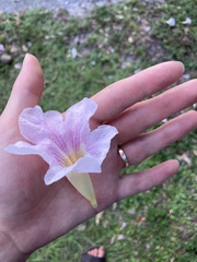 Tabebuia heterophylla