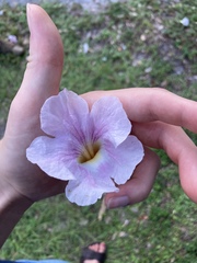 Tabebuia heterophylla