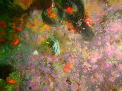 Polycera capensis