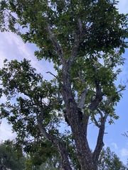 Tabebuia heterophylla