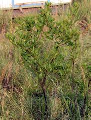 Searsia pyroides pyroides