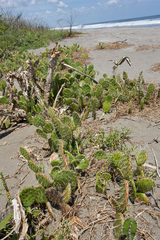 Opuntia guatemalensis