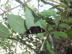 Melanis electron