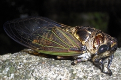 Cryptotympana albolineata