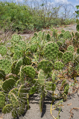 Opuntia guatemalensis