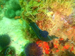 Tambja capensis