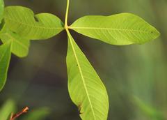 Searsia pyroides pyroides