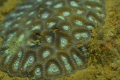 Oulophyllia bennettae