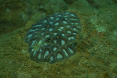 Oulophyllia bennettae