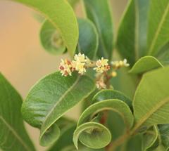 Searsia pyroides pyroides