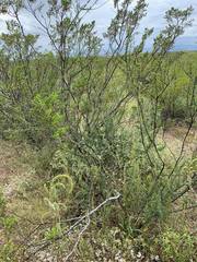 Vachellia constricta