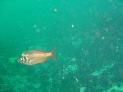 Boopsoidea inornata