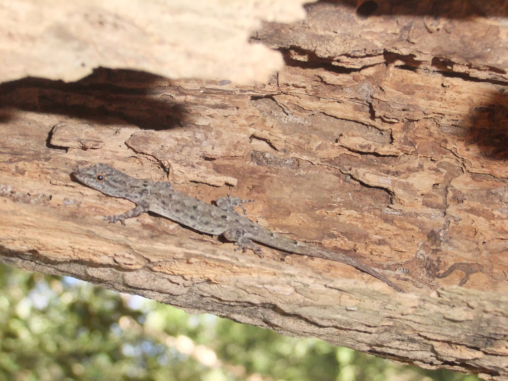 Bridled Forest Gecko from Huevos, Trinidad and Tobago on February 22 ...