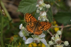 Melitaea deione