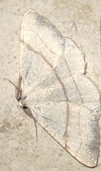 Adactylotis gesticularia