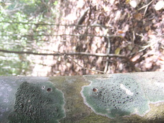 Angela quinquemaculata