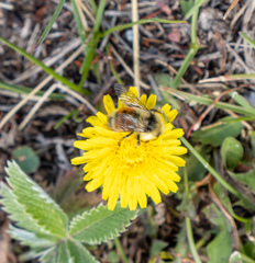 Bombus sylvicola
