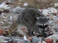 Procyon lotor insularis