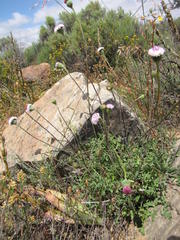 Bolandia pinnatifida