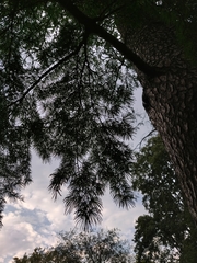 Pseudolarix amabilis