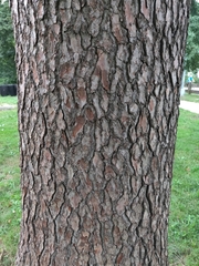 Pseudolarix amabilis