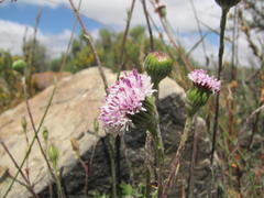 Bolandia pinnatifida