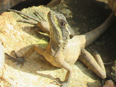 Basiliscus vittatus