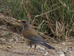 Turdus rufopalliatus graysoni