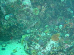 Chirodactylus brachydactylus