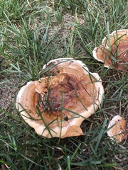 Ganoderma