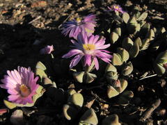 Braunsia maximilianii