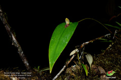 Pleurothallis bivalvis