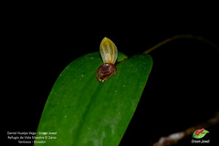 Pleurothallis bivalvis