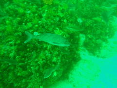 Chirodactylus grandis